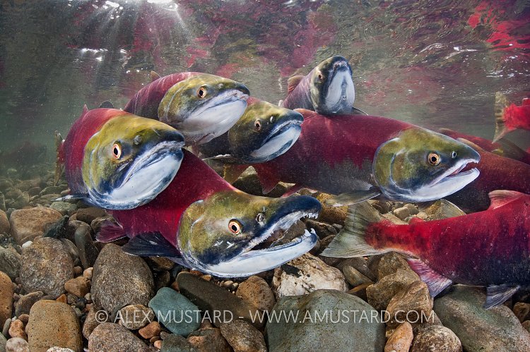 A group of sockeye salmon (Oncorhynchus nerka) fight their way upstream as they migrate back to the river of their birth to spawn. Adams River, British Columbia, Canada.
Taken under licence, (Canadian Fisheries and Oceans 1838-00; British Columbian Parks 85000-40/RHB)