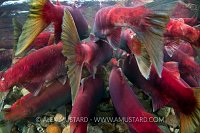 Rear view of a group of sockeye salmon (Oncorhynchus nerka) fight their way upstream as they migrate back to the river of their birth to spawn. Adams River, British Columbia, Canada.
Taken under licence, (Canadian Fisheries and Oceans 1838-00; British Columbian Parks 85000-40/RHB)