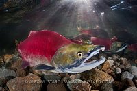 Salmon in sunbeams. Canada.