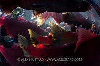 Salmon Rush Hour. Canada