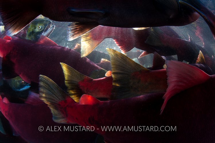 Salmon Rush Hour. Canada