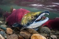 Male Sockeye. Canada