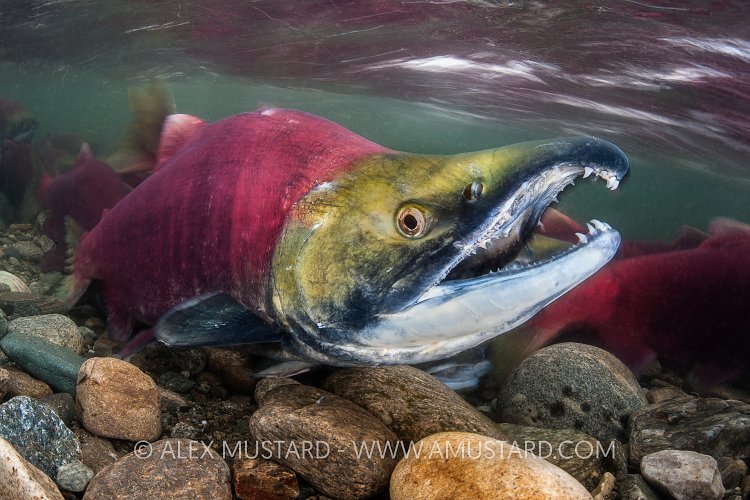 Male Sockeye. Canada