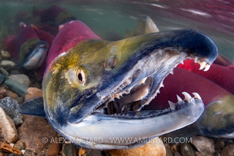 A portrait of a male sockeye salmon (Oncorhynchus nerka) showing teeth. Adams River, British Columbia, Canada.
Taken under licence, (Canadian Fisheries and Oceans 1838-00; British Columbian Parks 85000-40/RHB). Adams River, British Columbia, Canada.
Taken under licence, (Canadian Fisheries and Oceans 1838-00; British Columbian Parks 85000-40/RHB)