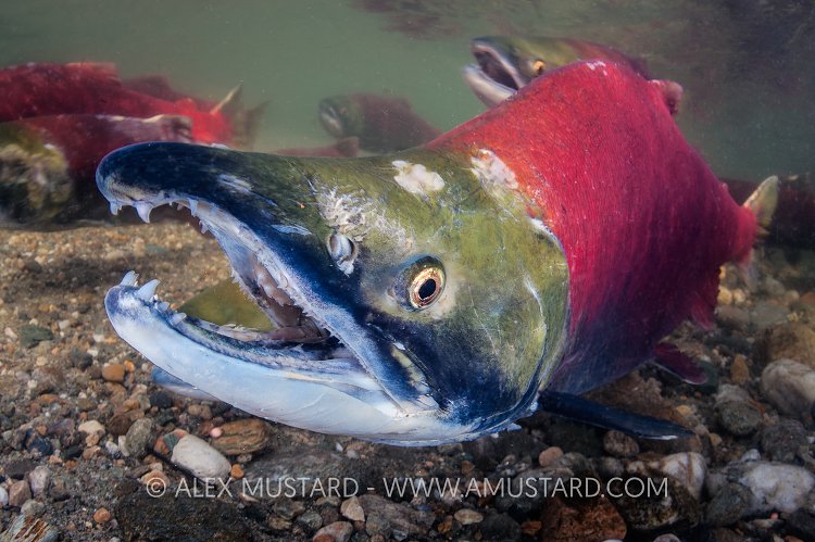 Male Sockeye On Redd. Canada