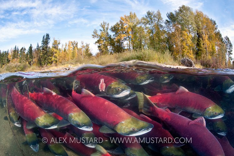 A split level photo of group of sockeye salmon (Oncorhynchus nerka) fight their way upstream as they migrate back to the river of their birth to spawn, trees showing autumnal colours. Adams River, British Columbia, Canada.
Taken under licence, (Canadian Fisheries and Oceans 1838-00; British Columbian Parks 85000-40/RHB)
