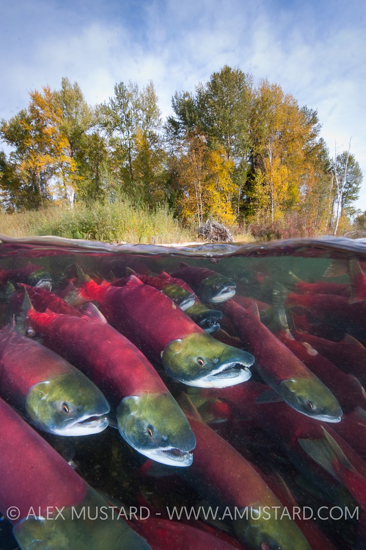 A split level photo of group of sockeye salmon (Oncorhynchus nerka) fight their way upstream as they migrate back to the river of their birth to spawn, trees showing autumnal colours. Adams River, British Columbia, Canada.
Taken under licence, (Canadian Fisheries and Oceans 1838-00; British Columbian Parks 85000-40/RHB)