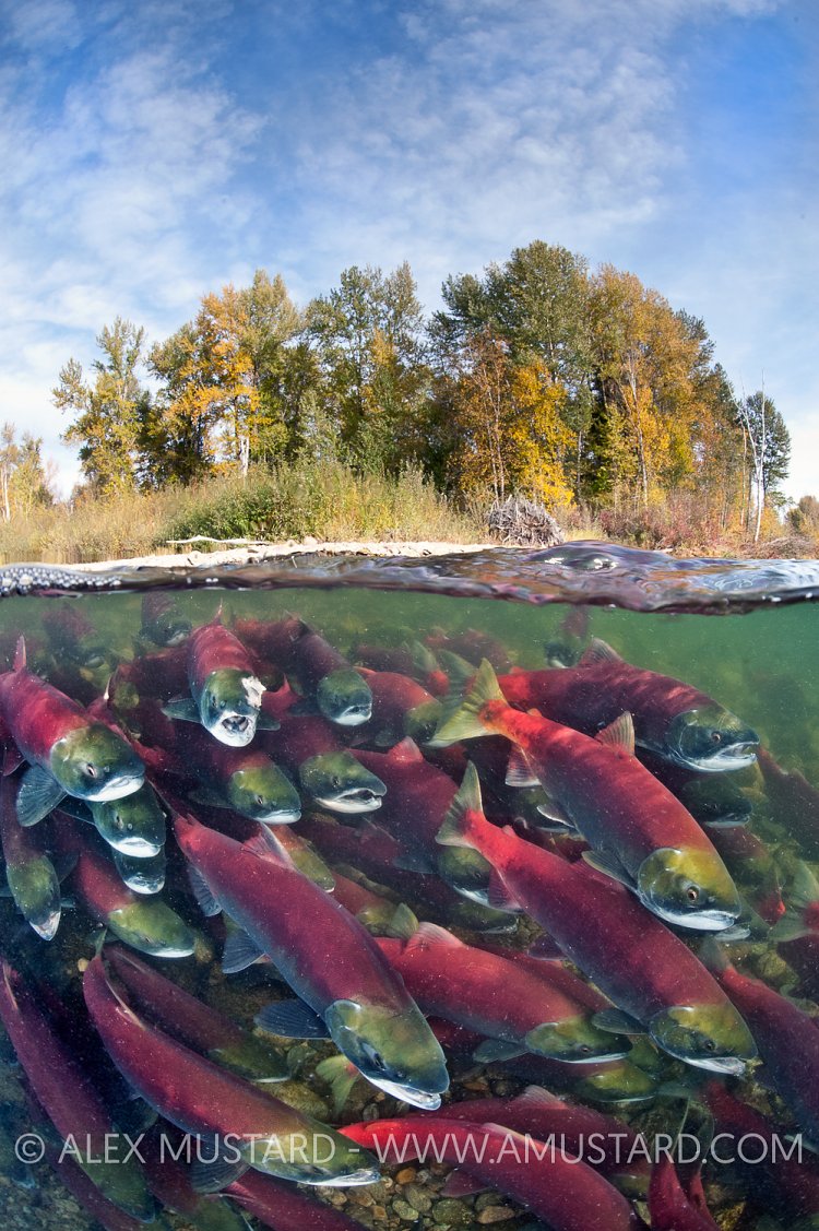 A split level photo of group of sockeye salmon (Oncorhynchus nerka) fight their way upstream as they migrate back to the river of their birth to spawn, trees showing autumnal colours. Adams River, British Columbia, Canada.
Taken under licence, (Canadian Fisheries and Oceans 1838-00; British Columbian Parks 85000-40/RHB)