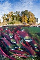 Sockeye salmon. Adams River, Canada.