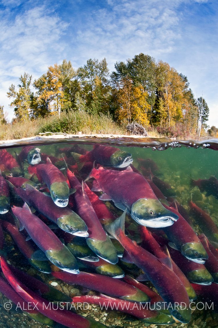Sockeye salmon. Adams River, Canada.