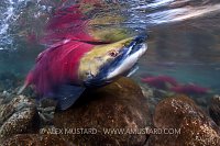 Male Sockeye Salmon. Canada.