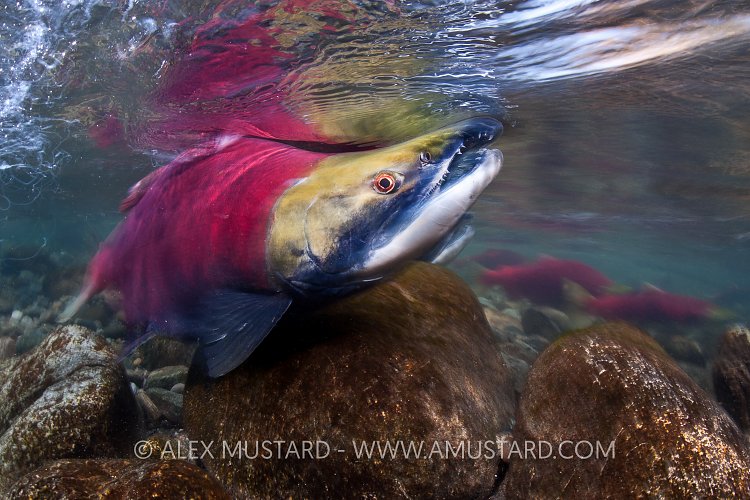 Male Sockeye Salmon. Canada.