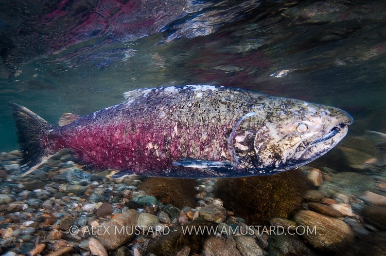 Ghostfish. Canada