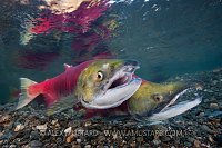 Salmon Pair On Nest. Canada