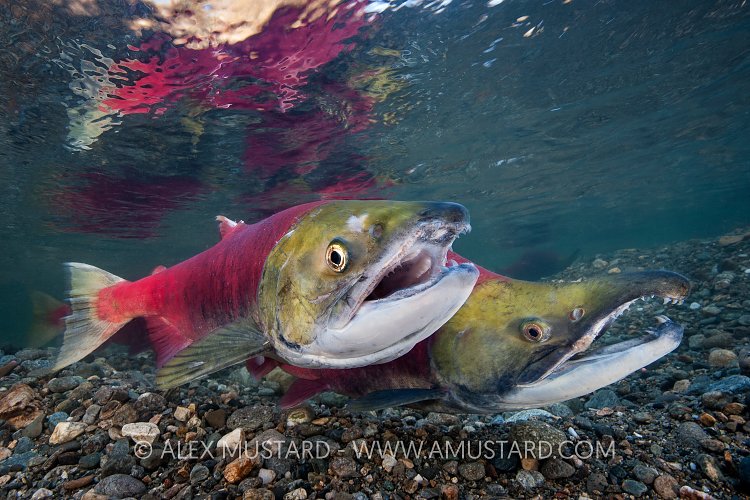 Salmon Pair On Nest. Canada