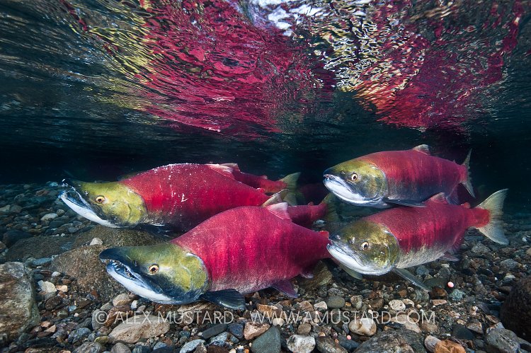 A group of sockeye salmon (Oncorhynchus nerka) in their spawning river. Adams River, British Columbia, Canada.
Taken under licence, (Canadian Fisheries and Oceans 1838-00; British Columbian Parks 85000-40/RHB)