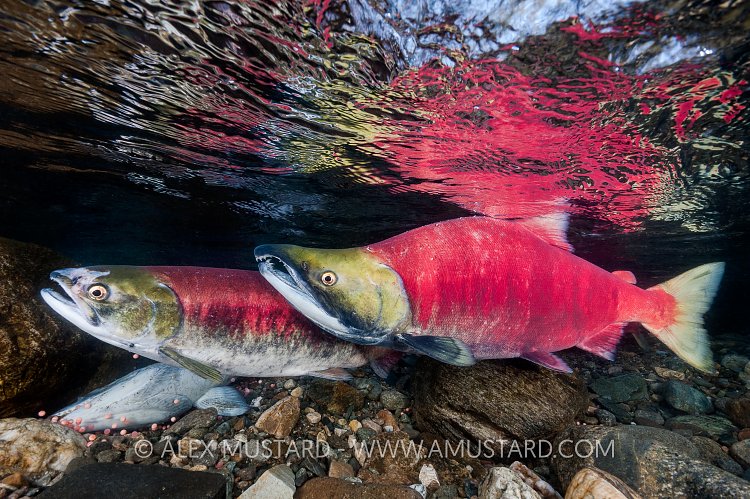Salmon Pair. Canada