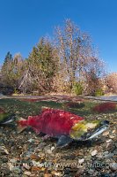 Sockeye Salmon Canada.