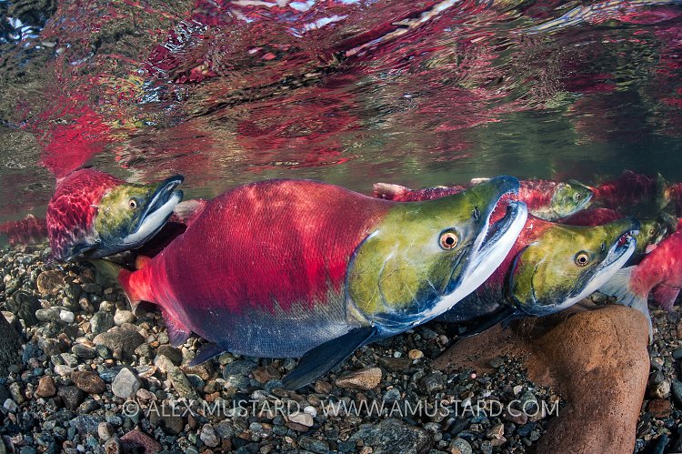 Sockeye Salmon. Canada.
