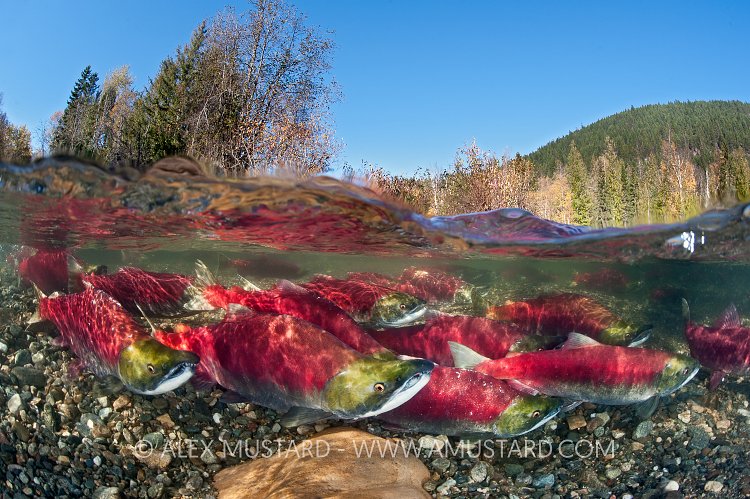A group of sockeye salmon (Oncorhynchus nerka) in their spawning river. Adams River, British Columbia, Canada.
Taken under licence, (Canadian Fisheries and Oceans 1838-00; British Columbian Parks 85000-40/RHB)