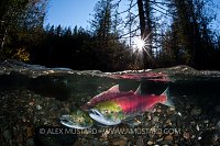 Pair of sockeye salmon on nest. Adams River, Canada.
