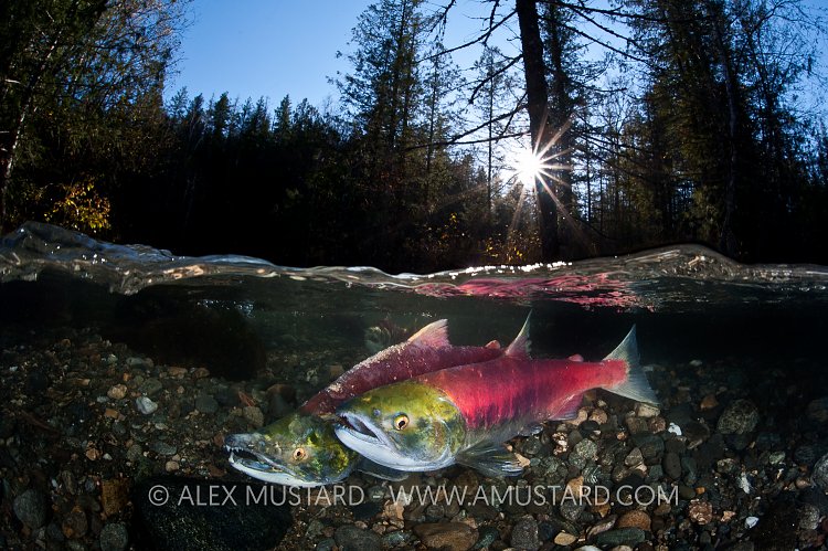 Pair of sockeye salmon on nest. Adams River, Canada.