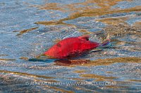 Male Sockeye. Canada
