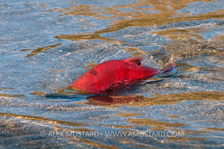 Male Sockeye. Canada
