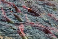 Sockeye Migration. Canada.
