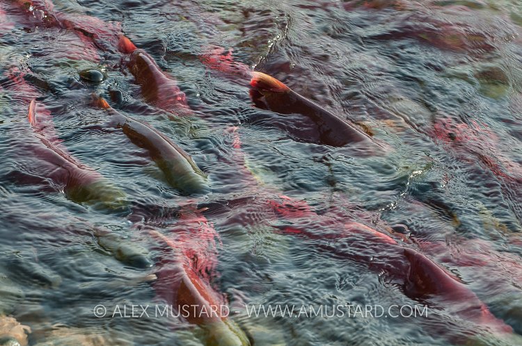 Sockeye Migration. Canada.