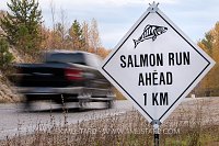 Salmon Road Sign. Canada
