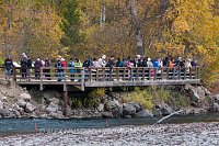 Tourists Watching Salmon Migration. Canada