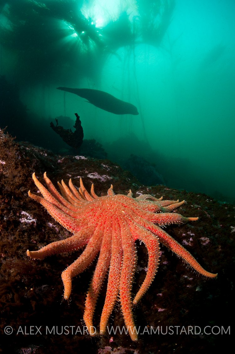 Starfish And Steller Sealion. Canada.