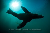 Steller Sealion Silhouette. Canada.
