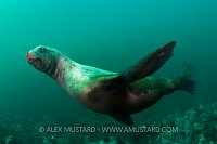Steller Sealion. Canada.