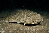 Angelshark at night.