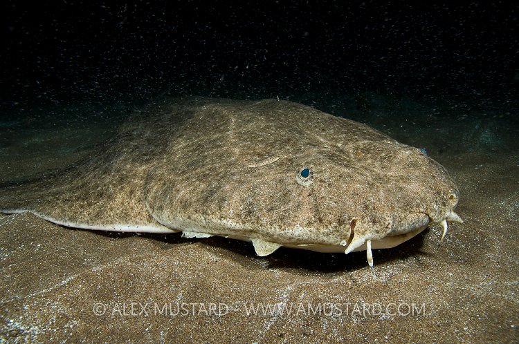 Angelshark at night.