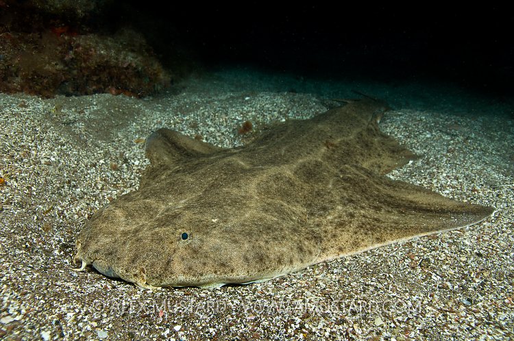 Angelshark at night.