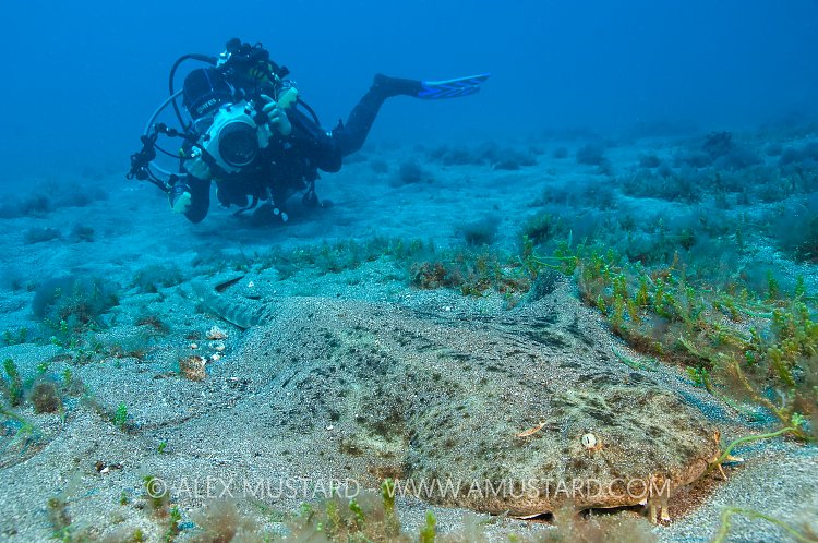 Diver photographing an angelshark, Canary Islands, Spain.