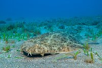 Angelshark, Canary Islands.