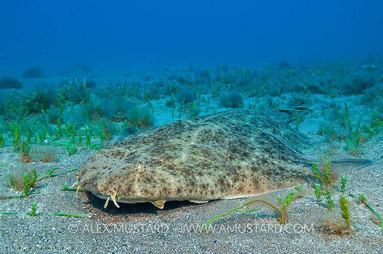 Angelshark, Canary Islands.