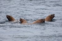 Steller sealions, Canada.