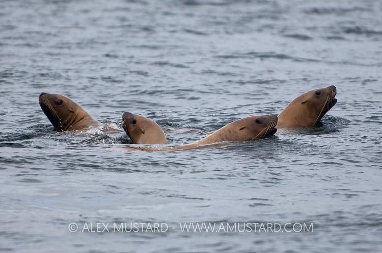 Steller sealions, Canada.