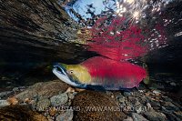 Male Sockeye Salmon. Canada.