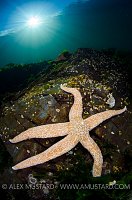 Seastar and Star. Canada