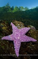 Purple Sea Star Beneath Forest. Canada