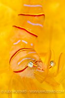 Candy Stripe Shrimp. Canada