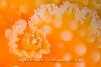 Rhinophore Detail. Canada