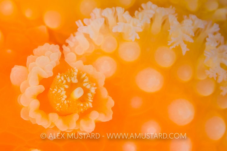 Rhinophore Detail. Canada