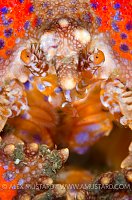 Puget Sound King Crab Portrait. Canada